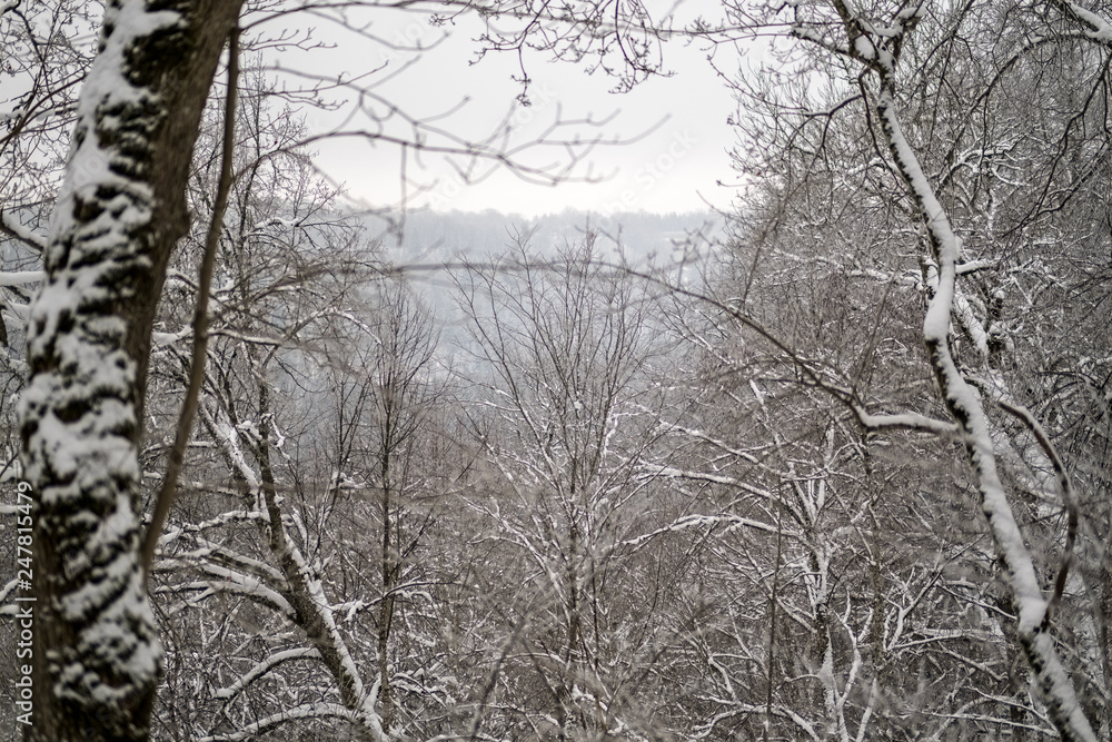 snow covered trees in winter forest. snow covered trees in winter forest.
