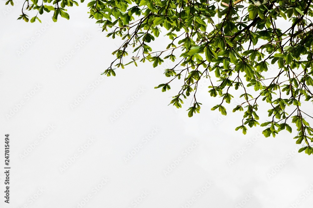 beautiful green tree branch isolated on white background beautiful green tree branch isolated on white background