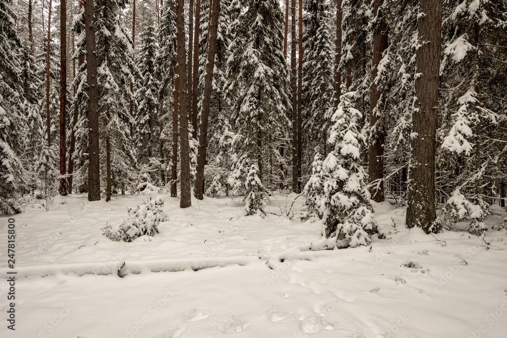 Fototapeta premium snow covered trees in winter forest.
