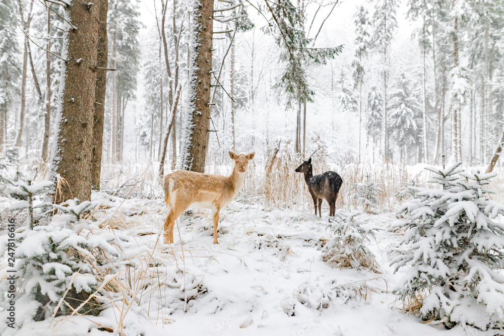 Reh im Winter im Wald / Wildpark nah wild Reh im Winter im Wald / Wildpark nah wild