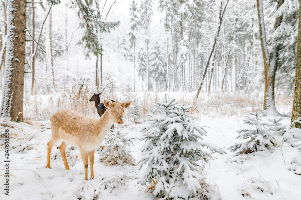 Reh im Winter im Wald / Wildpark nah wild Reh im Winter im Wald / Wildpark nah wild