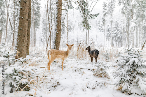Reh im Winter im Wald / Wildpark nah wild © Marc