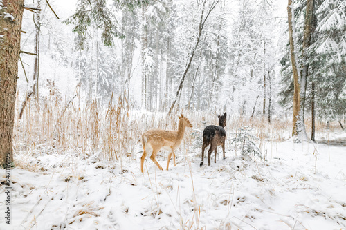 Reh im Winter im Wald / Wildpark nah wild