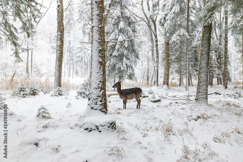 Reh im Winter im Wald / Wildpark nah wild Reh im Winter im Wald / Wildpark nah wild