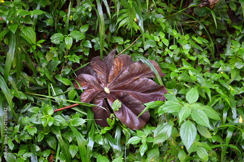 Embauba leaf that fell to the ground photo