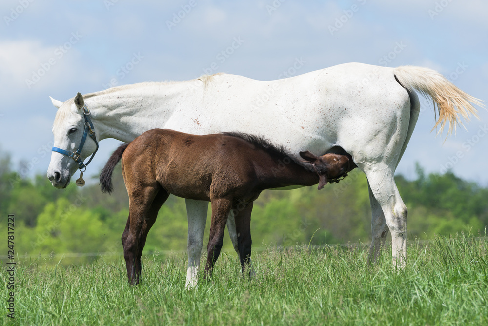 Obraz premium Thoroughbred Horses of the Kentucky Bluegrass
