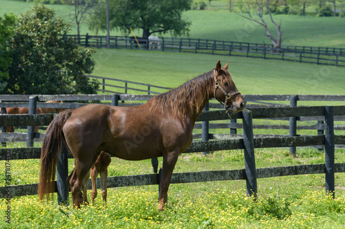 Thoroughbred Horses of the Kentucky Bluegrass