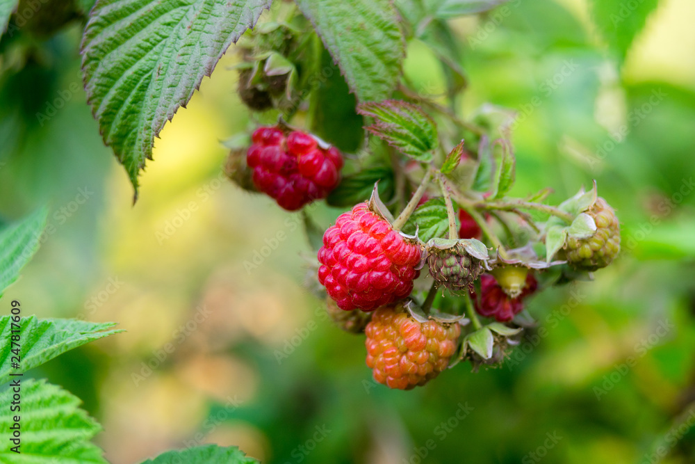 Ripe branch of raspberry on bush in the garden. Organic raspberry ripens in the sun. Ripe branch of raspberry on bush in the garden. Organic raspberry ripens in the sun.