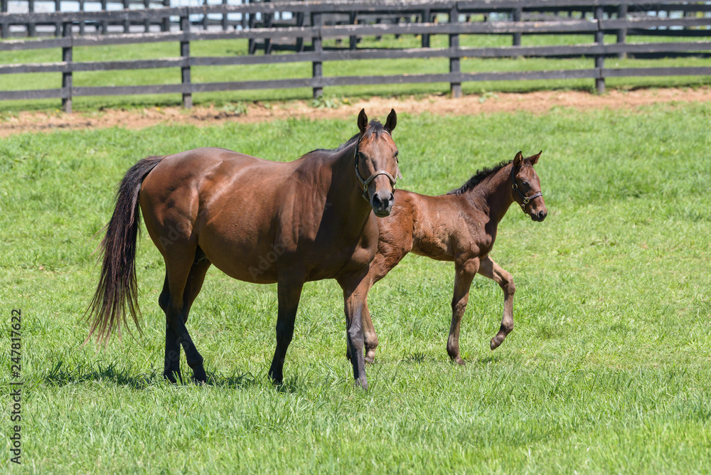 Thoroughbred Horses of the Kentucky Bluegrass Thoroughbred Horses of the Kentucky Bluegrass