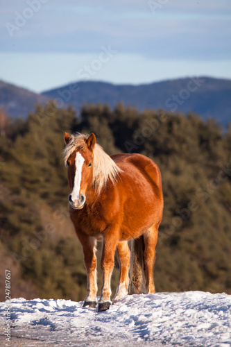 horse gazing in high mountains, bulgarina rhodope mountains 