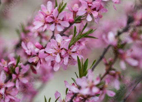 Blooming tree in spring with pink flowers. Cherry plum tree. Macro
