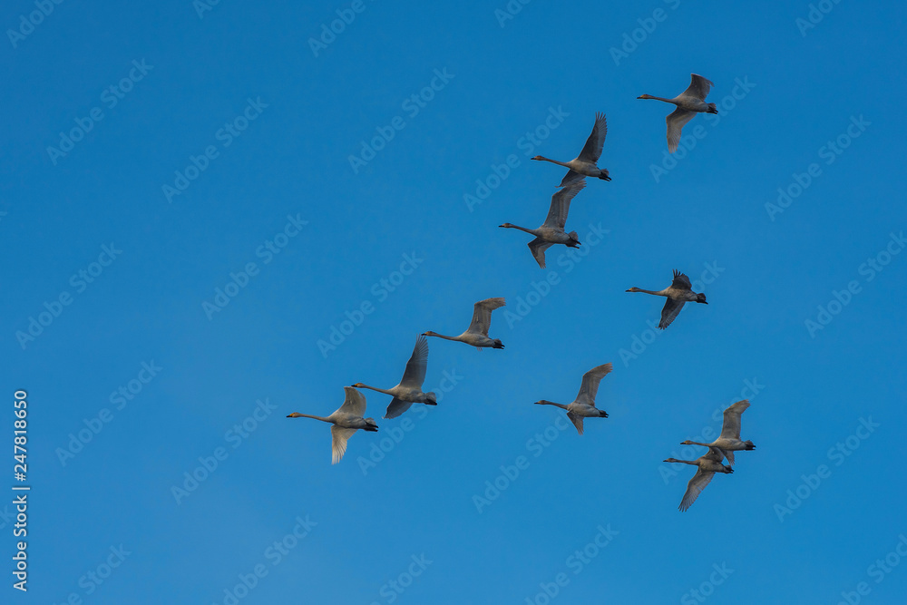 Flying white whooping swans, Altay, Siberia Russia