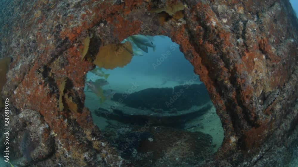 Panamic Green Moray Eel (Gymnothorax castaneus), mouth open resting in ...