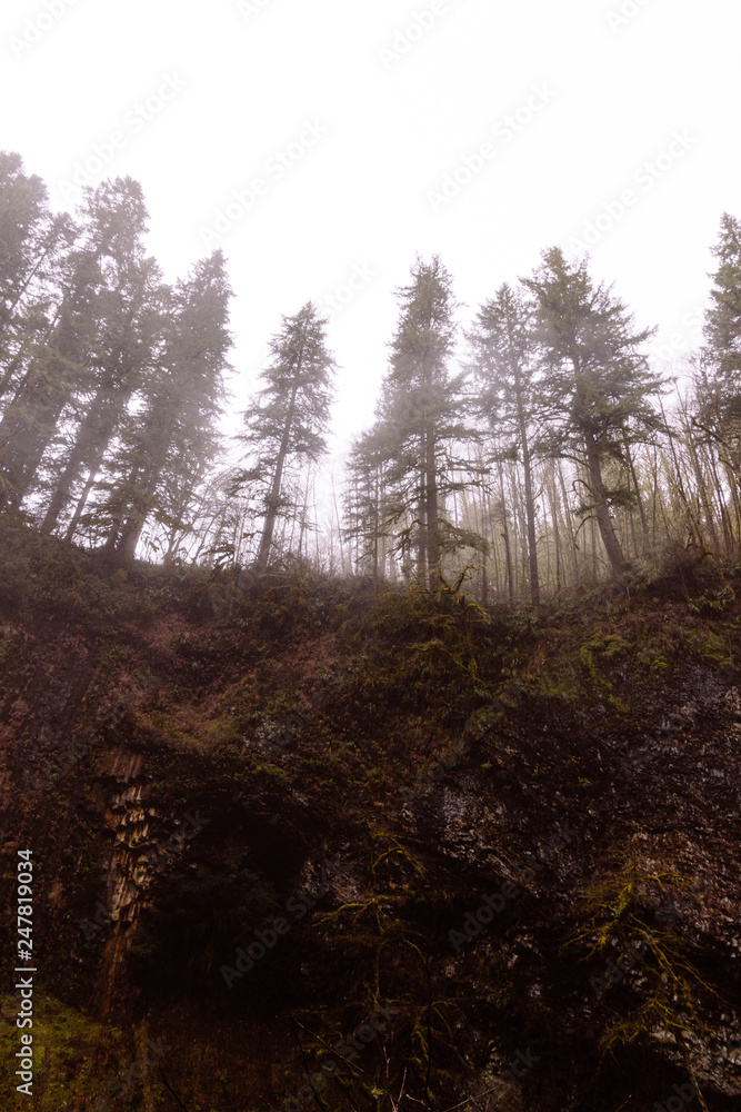 Obraz premium Trees above