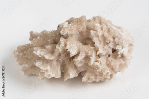 Drusus cargo. fossil stone on a white background isolate.
