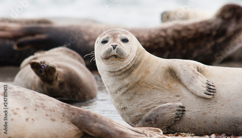 Horsehead seal on Helgoland Island, German Bight, Germany