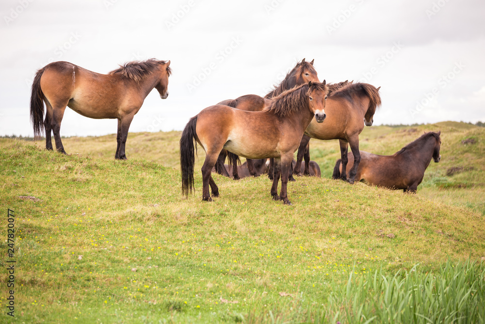 several dutch brown wild horses standing on green hill one looking towards camera