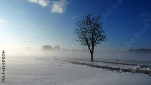 befogged tree and street and snow in an early morning sunrise in winter © Gerold Nowak
