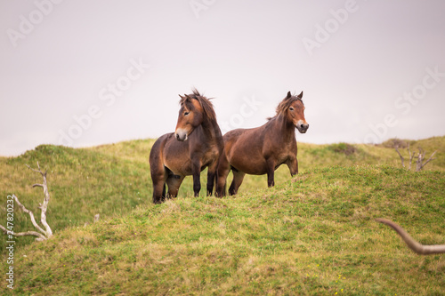 two brown wild horses standing on a green grass hill looking towards camera