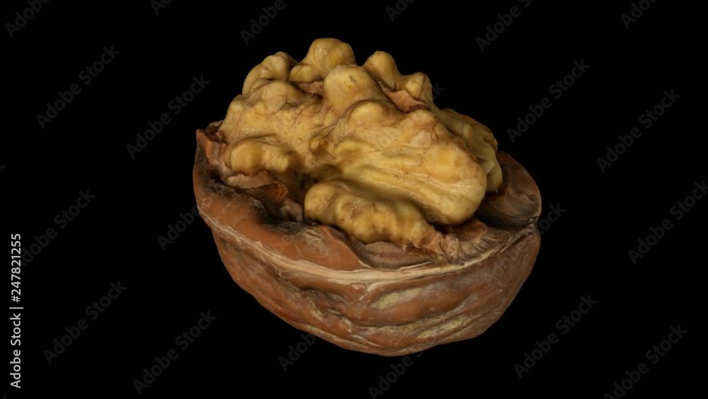 Realistic render of a rotating cracked walnut (showing the kernel inside) on transparent background (with alpha channel). The video is seamlessly looping, and the object is 3D scanned from a real waln Realistic render of a rotating cracked walnut (showing the kernel inside) on transparent background (with alpha channel). The video is seamlessly looping, and the object is 3D scanned from a real waln