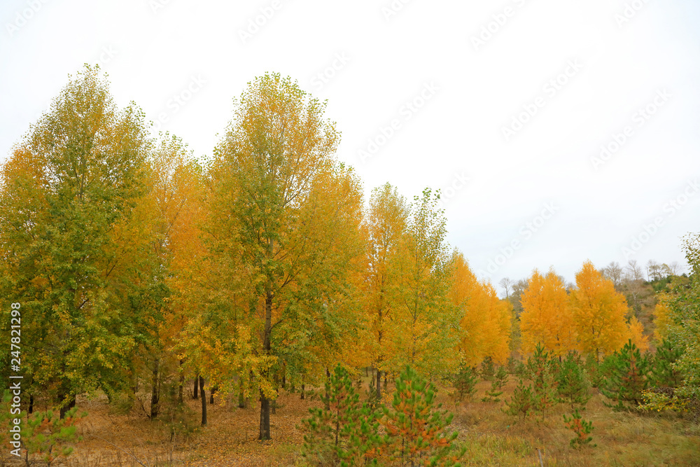 Naklejka premium Yellow woods in the field