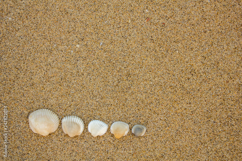 white shells of different sizes on the sand close-up. natural surface texture