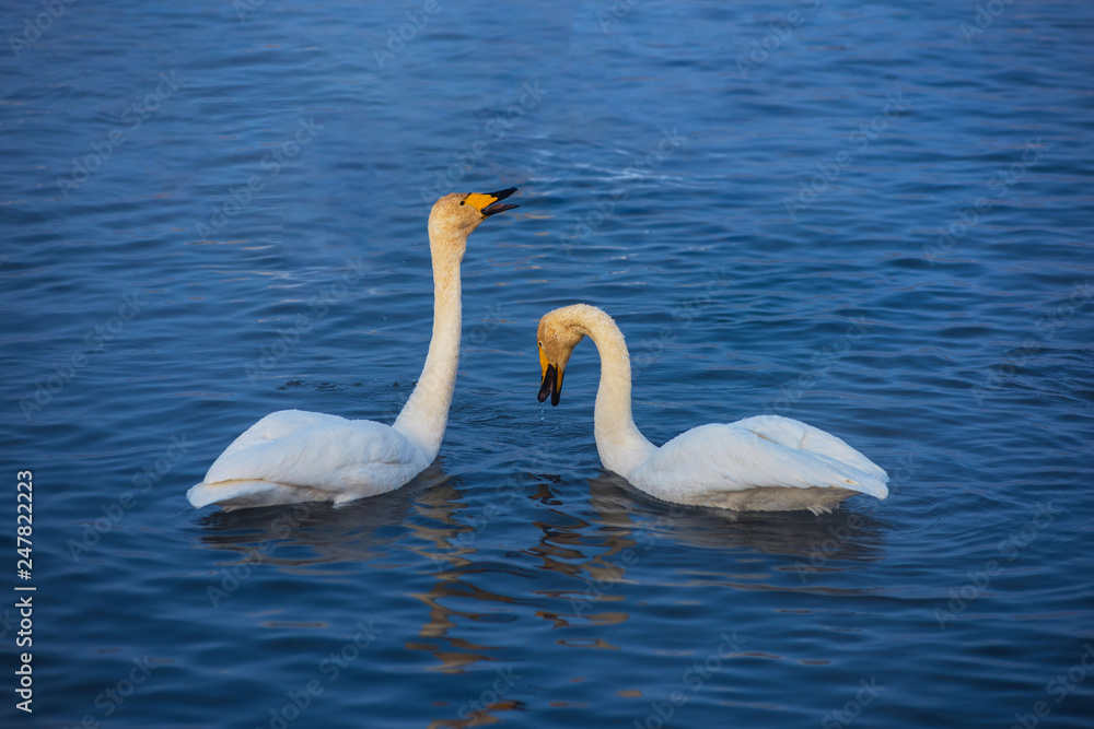 Beautiful white whooping swans swimming in the nonfreezing winter lake. The place of wintering of swans, Altay, Siberia, Russia.