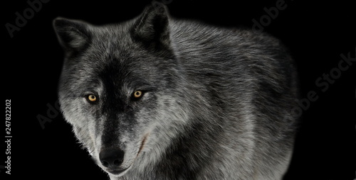 Schwarzer Wolf auf schwarzem Hintergrund