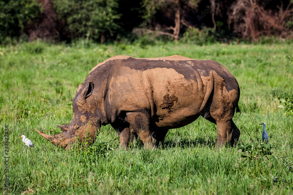 Fototapeta premium White rhino, covered in mud, eating grass in City of Tshwane, Gauteng, South Africa