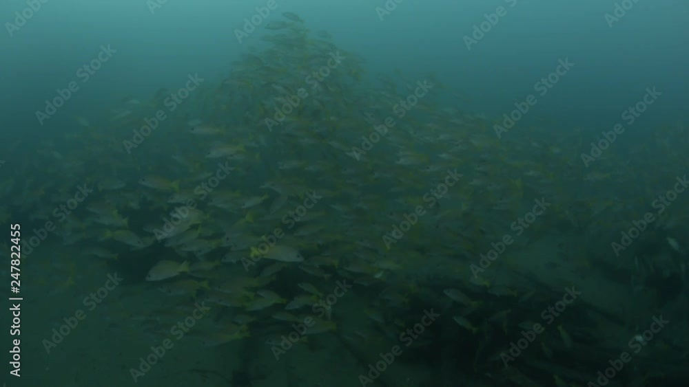 Yellow snapper (Lutjanus argentiventris), forming a school in a shipwreck, reefs of Sea of Cortez, Pacific ocean. Cabo Pulmo, Baja California Sur, Mexico. Yellow snapper (Lutjanus argentiventris), forming a school in a shipwreck, reefs of Sea of Cortez, Pacific ocean. Cabo Pulmo, Baja California Sur, Mexico.