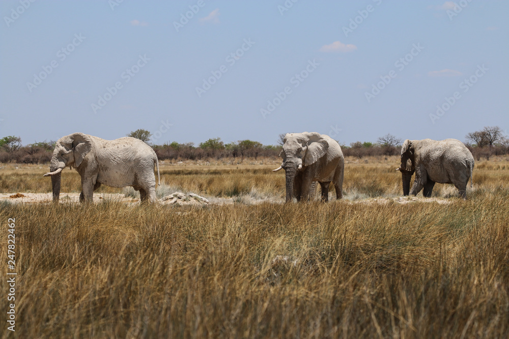 Elefantenbullenherde im Etosha-Nationalpark Elefantenbullenherde im Etosha-Nationalpark