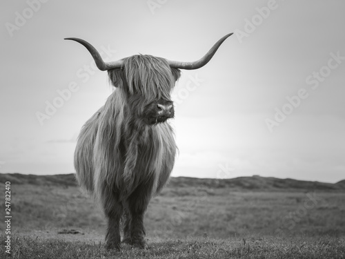 impressive scottish highlander bull with long horns and lots of hair looking towards the camera in black and white photo