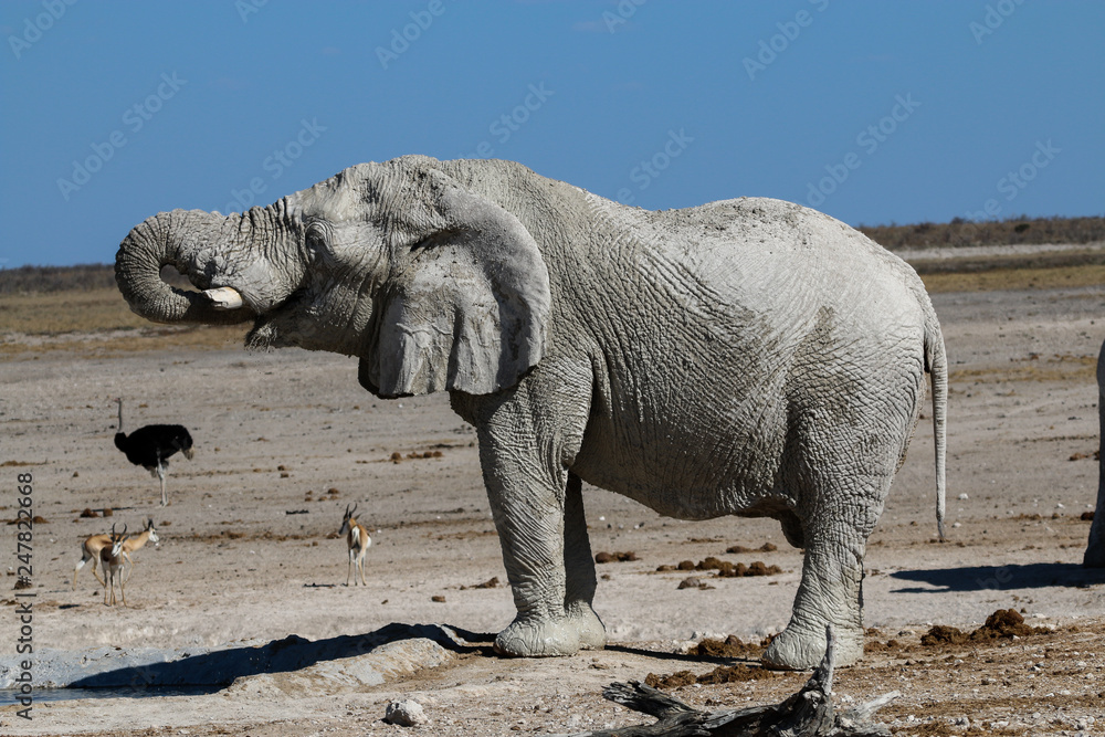 Elefant trinkt am Wasserloch in Namibia