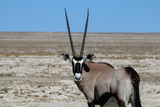 Oryx Antilope - Wappentier von Namibia