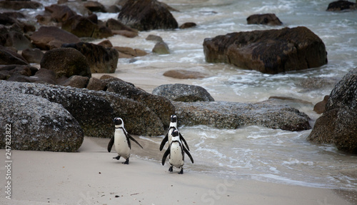 Three funny African penguin (Spheniscus demersus) on Boulders Beach near Cape Town South Africa coming back from the sea