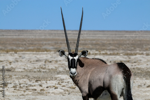 Oryx Antilope - Wappentier von Namibia photo