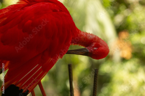 Fotografie Guara rojo