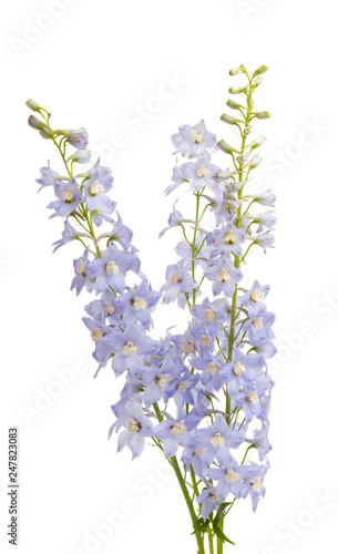 delphinium flowers isolated