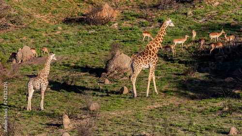 Big group of giraffes including young  blesbucks and impalas on a hill in Buffalo City  Eastern Cape  South Africa