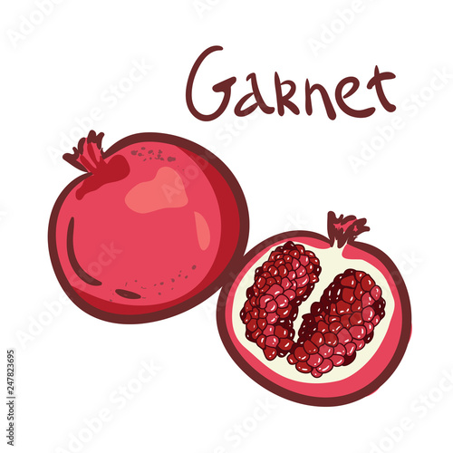 Whole and half garnet with seed. Vector color icon illustration for menu, poster. Isolated on white background. drawn sign. Good for logo leaflets, cards, posters, prints, menu