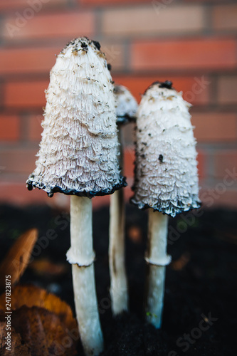 Shaggy ink cap. Lawyer's wig. Shaggy mane. The young mushrooms, before the gills start to turn black, are edible. Conditionally edible mushroom. Delicacy. photo