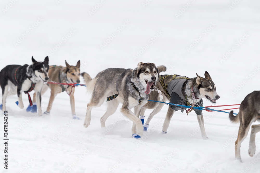 Sled Dog Team Runs By on Snowy Lake Sled Dog Team Runs By on Snowy Lake
