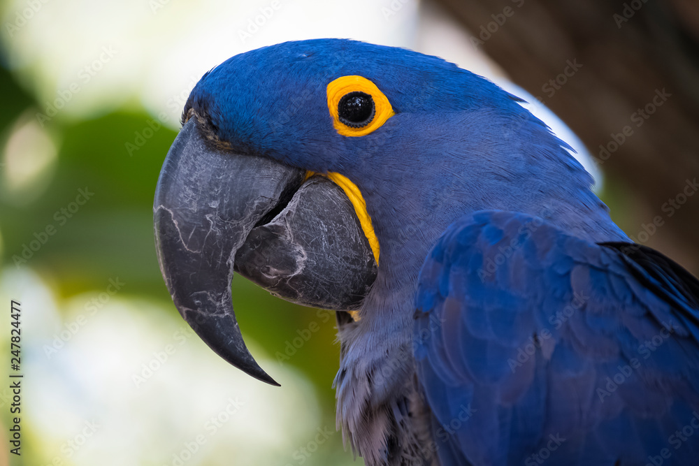 Obraz premium papuga