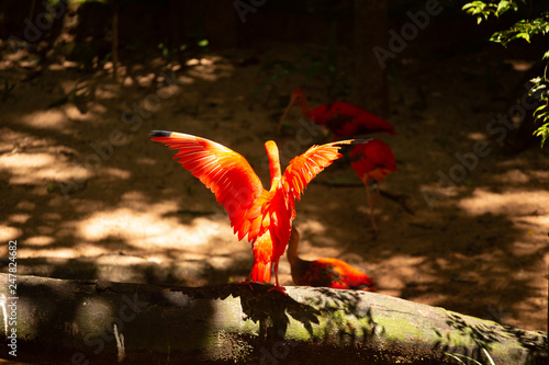 Fotografie Guara Rojo