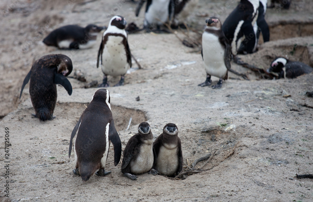 Naklejka premium African penguin family: mother with two new born babies chickes. Cape town. South Africa.