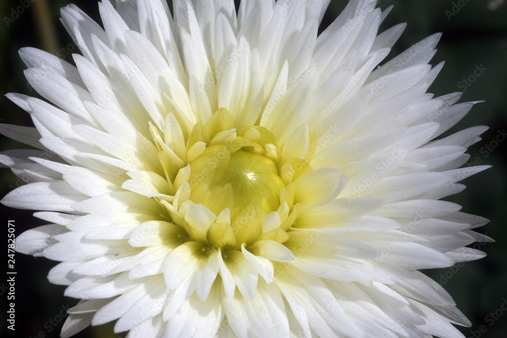 Flower Flower