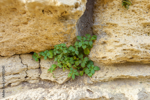 City Of Chersonesos. Historical place. The ruins of an ancient city. Climbing plant. High buildings of stones. Texture of stone walls. North of the Black sea. rest in Crimea. Tourism. photo