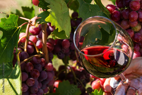 Hand holds glass with red wine next to grapes in vineyard