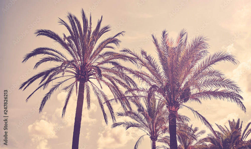 Fototapeta premium Color toned picture of palm trees at sunset, summer vacation concept.