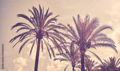 Color toned picture of palm trees at sunset, summer vacation concept.